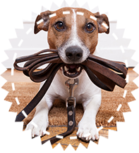 Dog Obedience Training | Anderson Township Family Pet Center